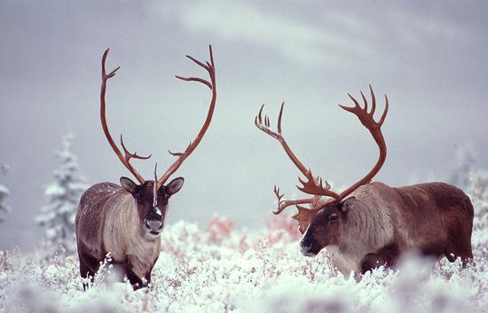 驯鹿图片 第1张