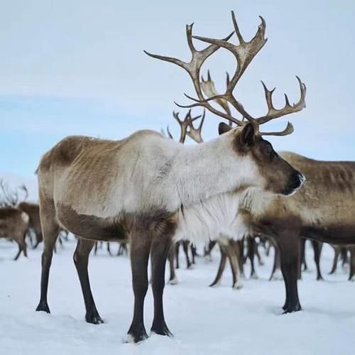 驯鹿图片 第5张