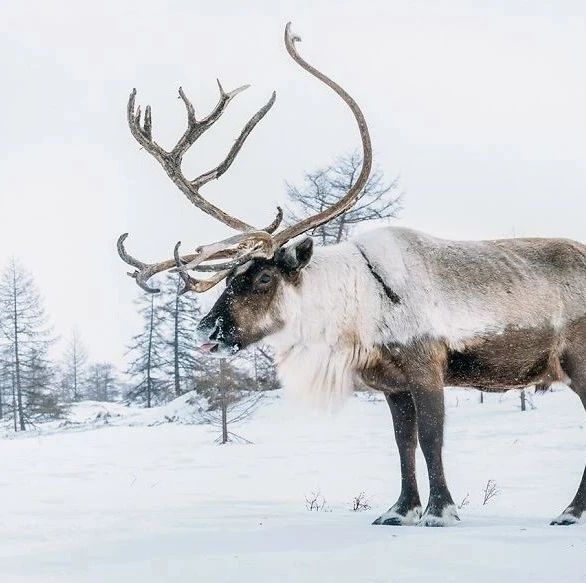 驯鹿图片 第10张