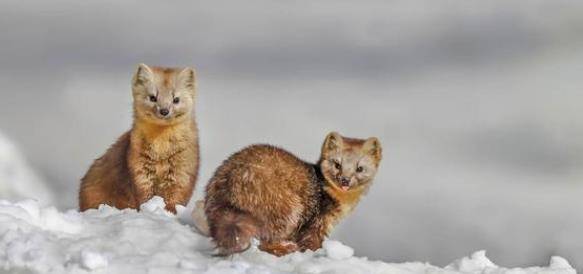 貂鼠图片 第1张