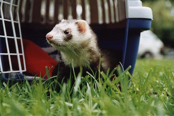 貂鼠图片 第2张