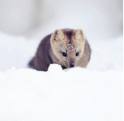 貂鼠图片 第3张