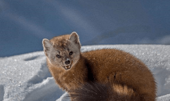 貂鼠图片 第4张