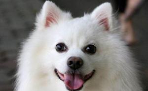 银狐图片 第3张