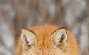 赤狐图片