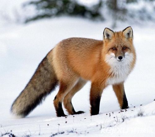 赤狐图片 第4张