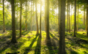 树林图片 第3张