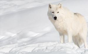 白狼图片 第3张