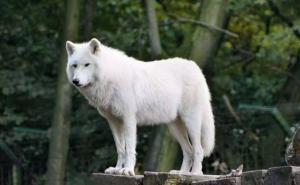 白狼图片 第6张