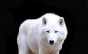 白狼图片 第5张