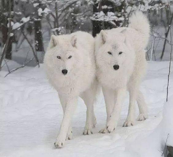 白狼图片 第4张