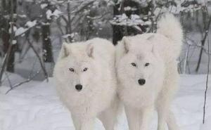 白狼图片 第4张