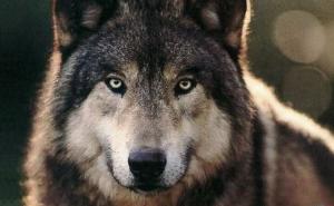 狼眼神图片 第4张