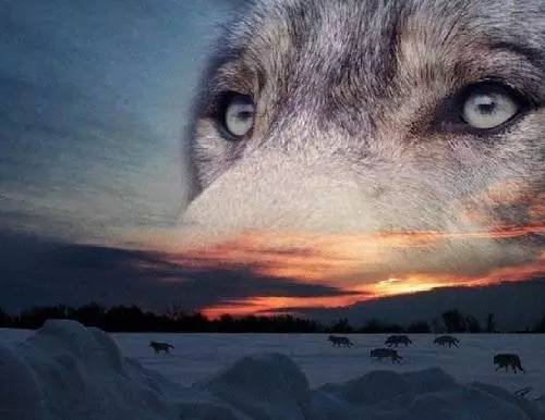 狼眼神图片 第3张
