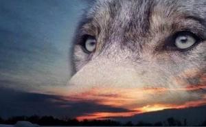 狼眼神图片 第3张