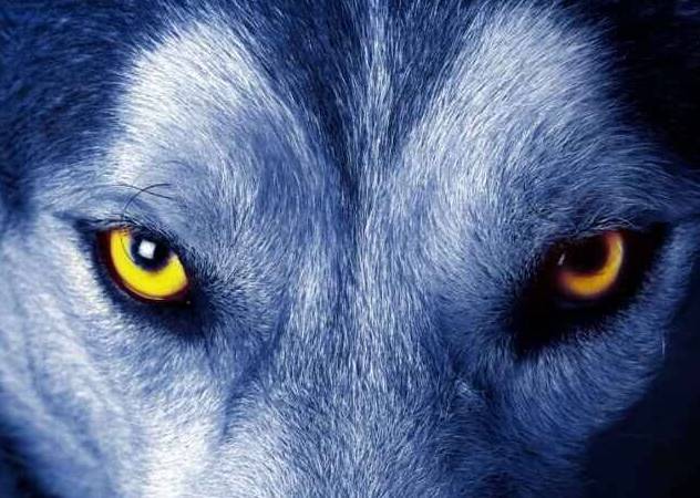 狼眼神图片 第1张