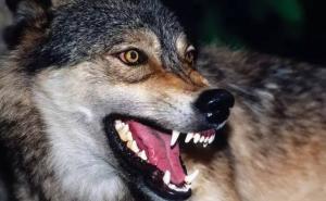 狼眼神图片 第2张