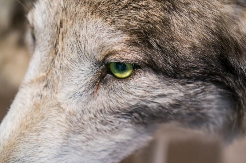 狼眼神图片 第6张