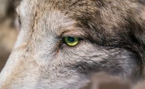 狼眼神图片 第6张