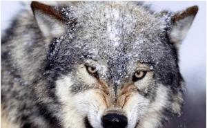 狼眼神图片 第5张