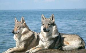 白狼犬图片 第3张