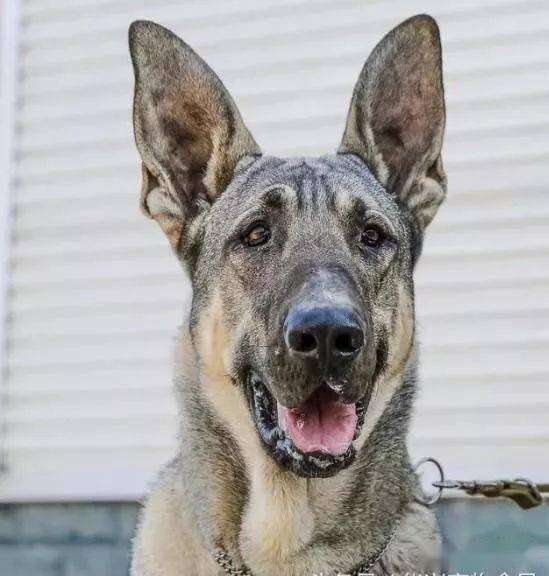 白狼犬图片 第4张