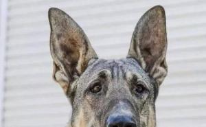 白狼犬图片 第4张