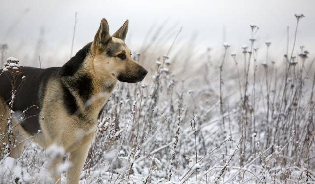白狼犬图片 第5张