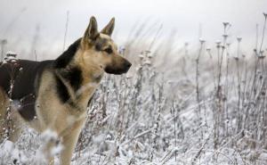 白狼犬图片 第5张