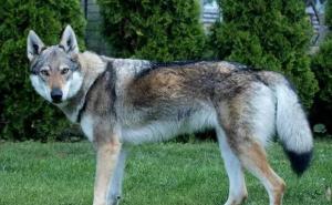 白狼犬图片 第7张