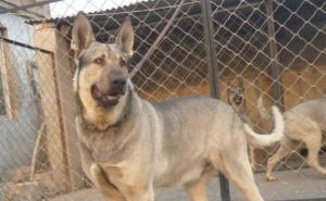 白狼犬图片 第8张