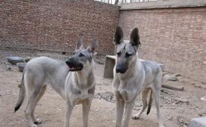 白狼犬图片 第6张