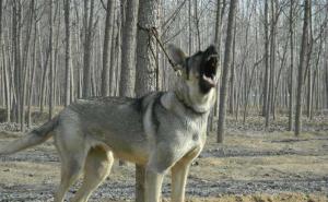 白狼犬图片 第9张