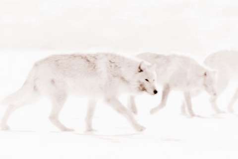 一群白狼图片 第1张