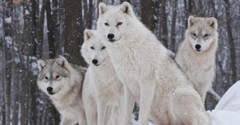 一群白狼图片 第3张