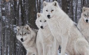 一群白狼图片 第3张