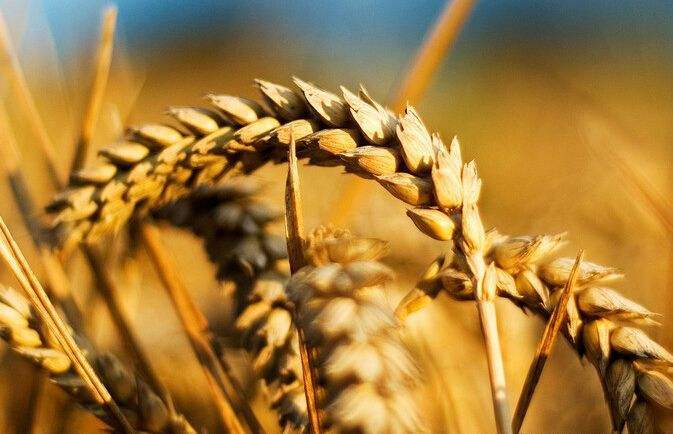 金麦子图片 第4张