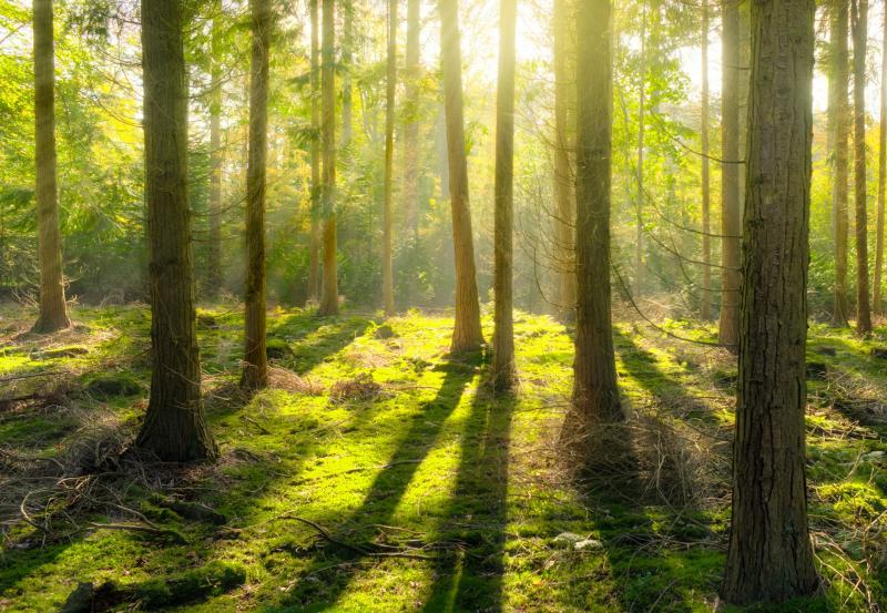 大自然树林风景图片 第2张