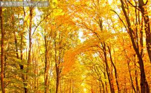 秋天树林图片 第1张