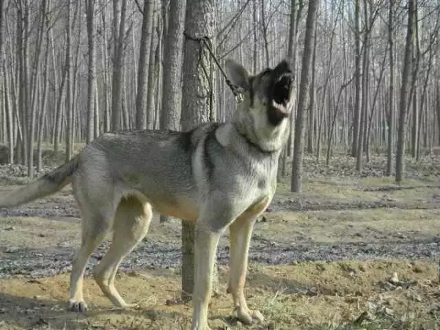 青狼犬图片 第1张