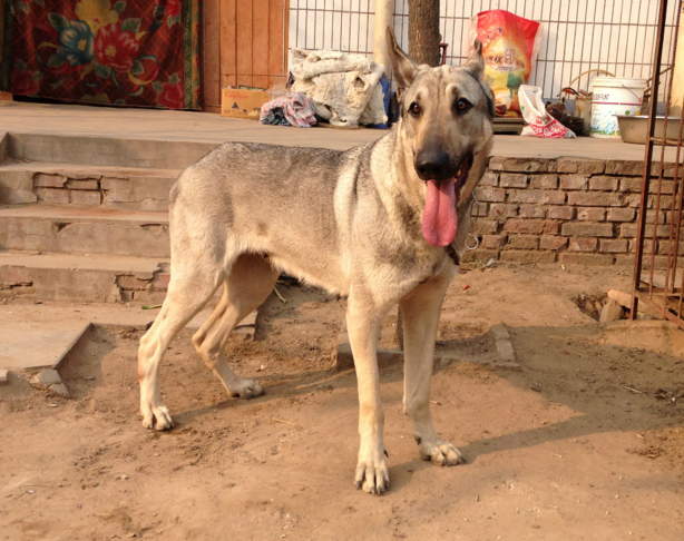 青狼犬图片 第5张