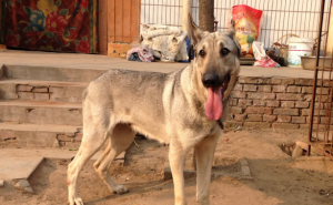 青狼犬图片 第5张