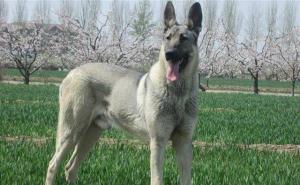 青狼犬图片 第2张