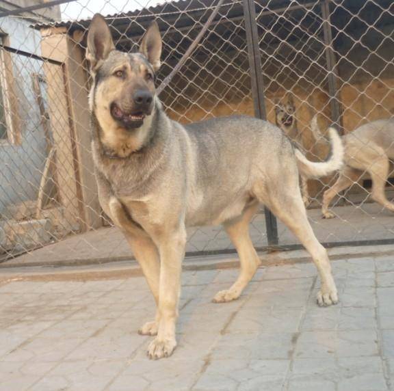 青狼犬图片 第4张