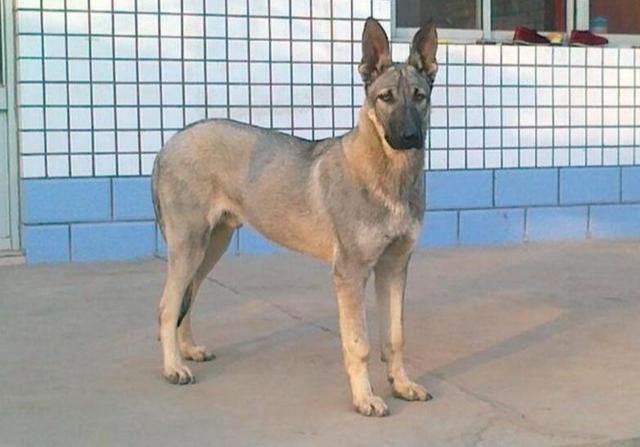 青狼犬图片 第3张
