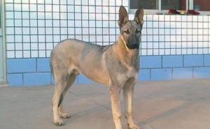 青狼犬图片 第3张