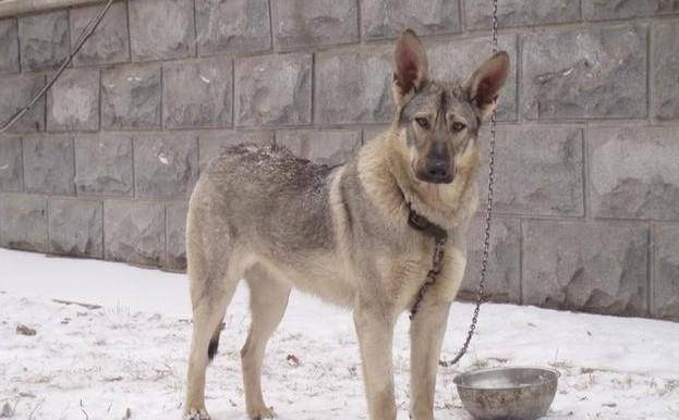 青狼犬图片 第7张