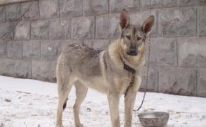 青狼犬图片 第7张