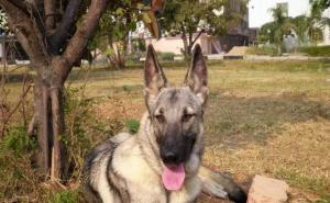 青狼犬图片 第6张