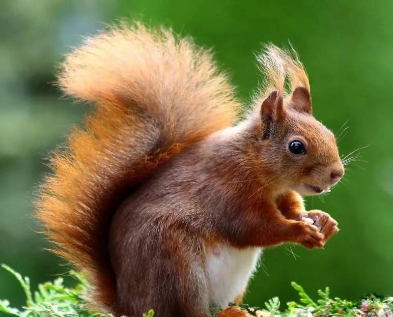 红松鼠图片 第11张
